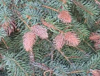 Ascent Tree Services can help with Cooley Spruce Gall
