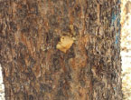 Ascent Tree Services can help with Mountain Pine Beetle infestation