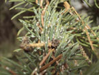 Ascent Tree Services and help with Pine Needle Scale